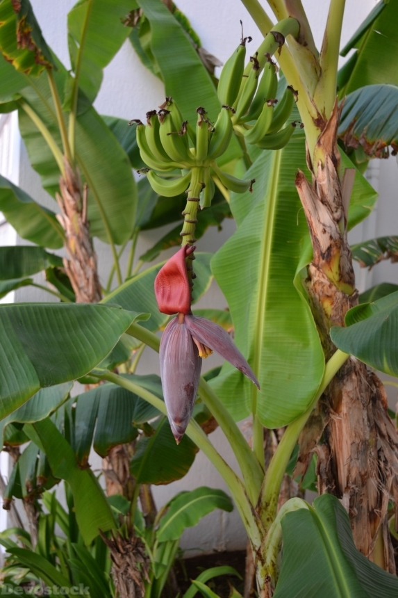 Devostock Banana Tree Banana Floral