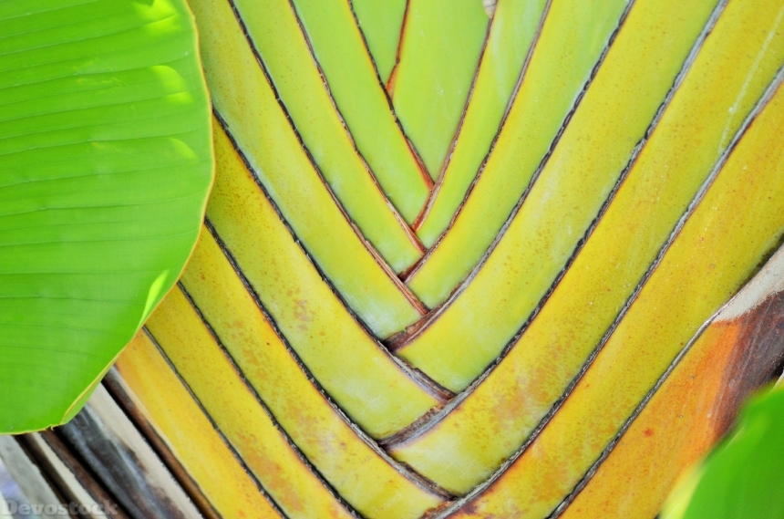 Devostock Banana Yellow Plants Tree 1