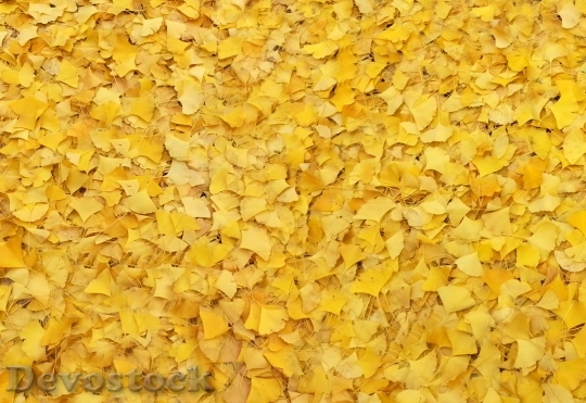 Devostock Bank Leaves Leaves Autumn