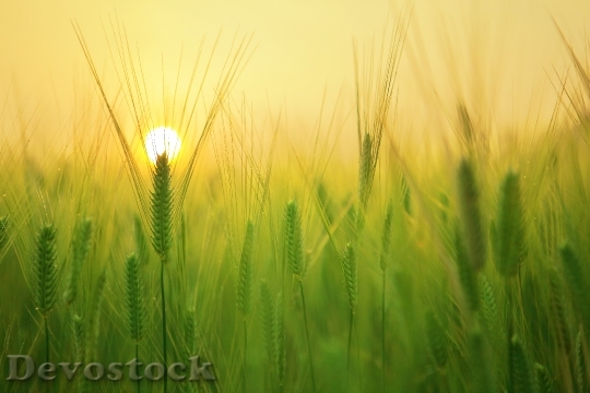 Devostock Barley Field Sunrise Morning