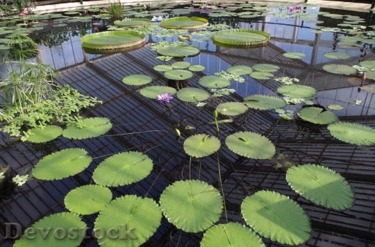 Devostock Basin Water Lilies 1170630