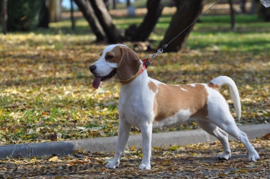 Devostock Beagle Dog Cute Canine