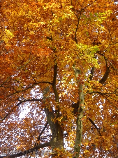 Devostock Beech Autumn Crown Forest