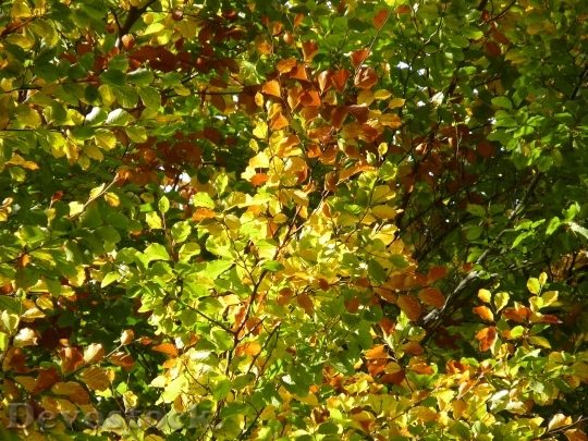 Devostock Beech Autumn Leaves Forest