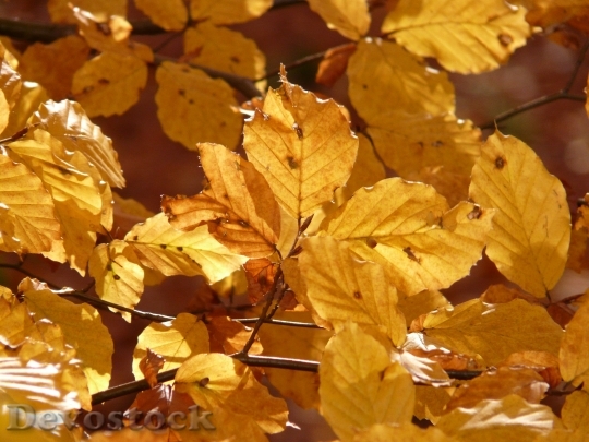 Devostock Beech Beech Leaves Autumn 4