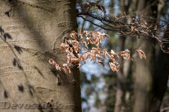 Devostock Beech Beech Leaves Spring