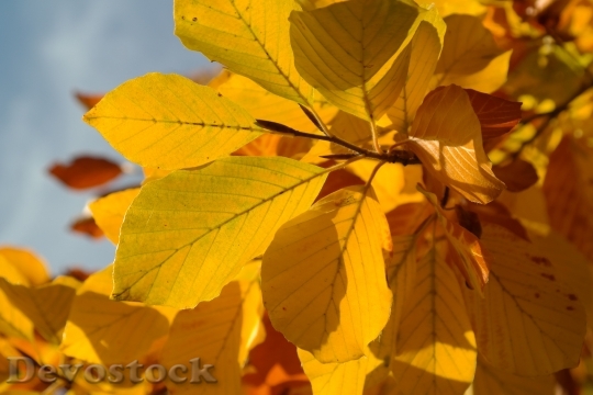 Devostock Beech Leaves Fall Color 0