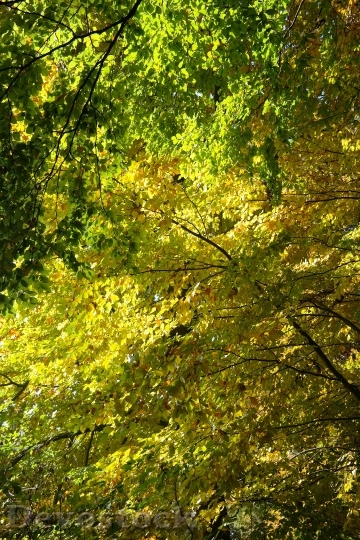 Devostock Beech Wood Autumn Autumn
