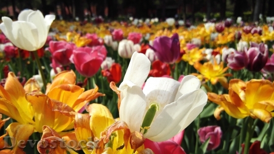 Devostock Beijing Jingshan Park Tulip