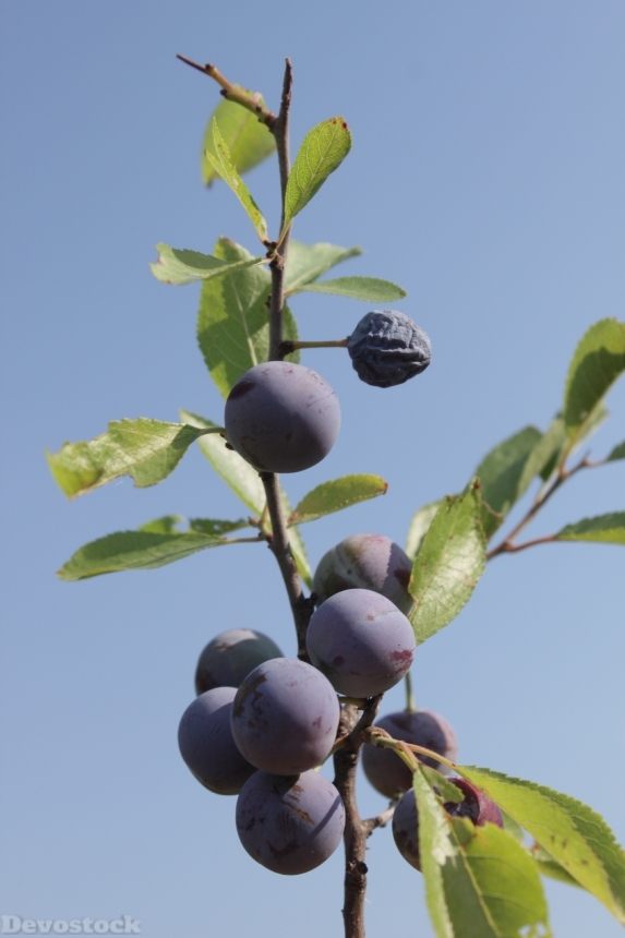 Devostock Berries Blackthorn Blue Blueberries 2