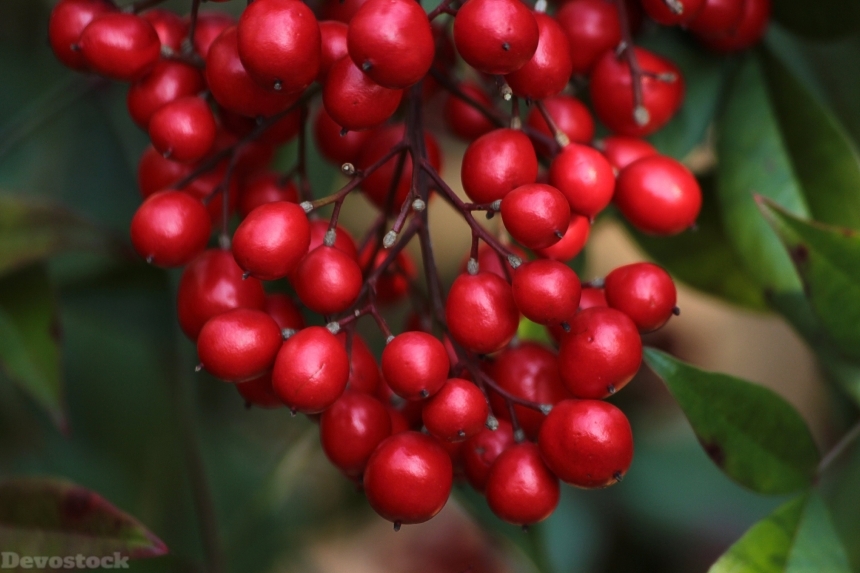 Devostock Berries Red Nandina Heavenly