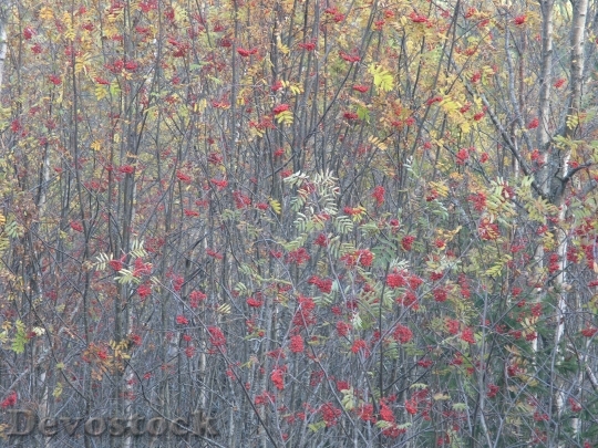 Devostock Berries Trees Contrast Autumn