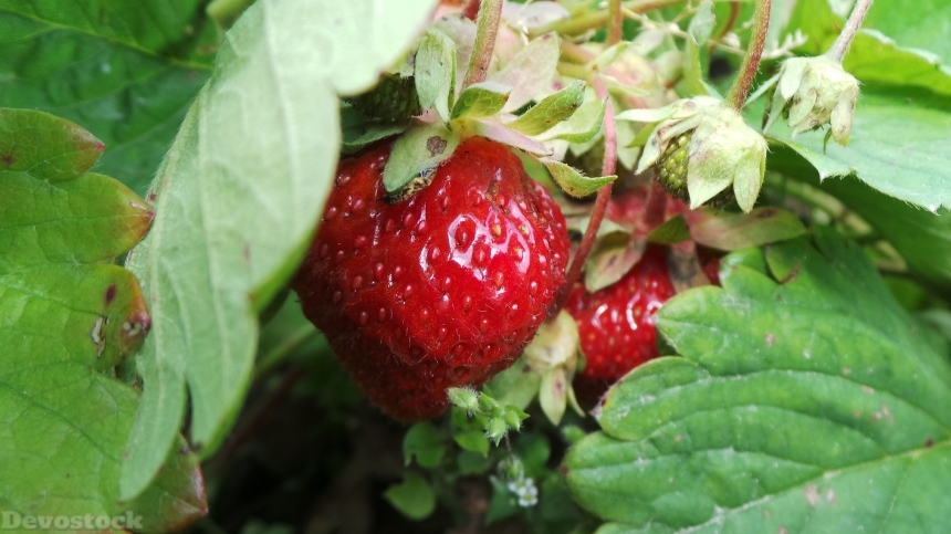 Devostock Berry In Summer Red