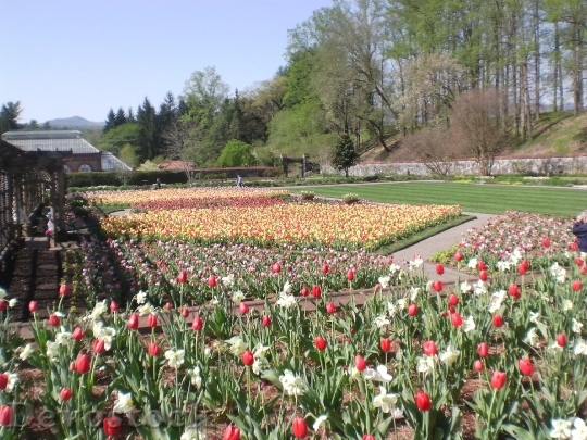 Devostock Biltmore Gardens Tulips Spring