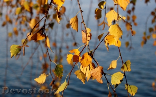 Devostock Birch Autumn Autumn Colours