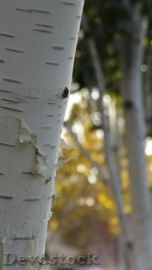 Devostock Birch Birch Tree Trunk
