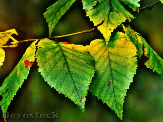 Devostock Birch Leaves Autumn Back