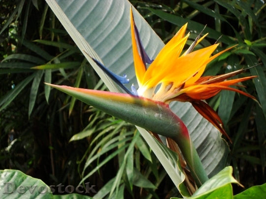 Devostock Bird Paradise Flower 1170712