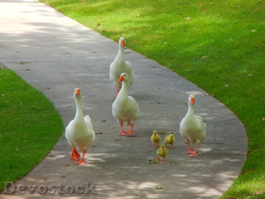 Devostock Birds Goose Nature Family