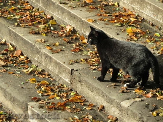 Devostock Black Cat Cat Trap