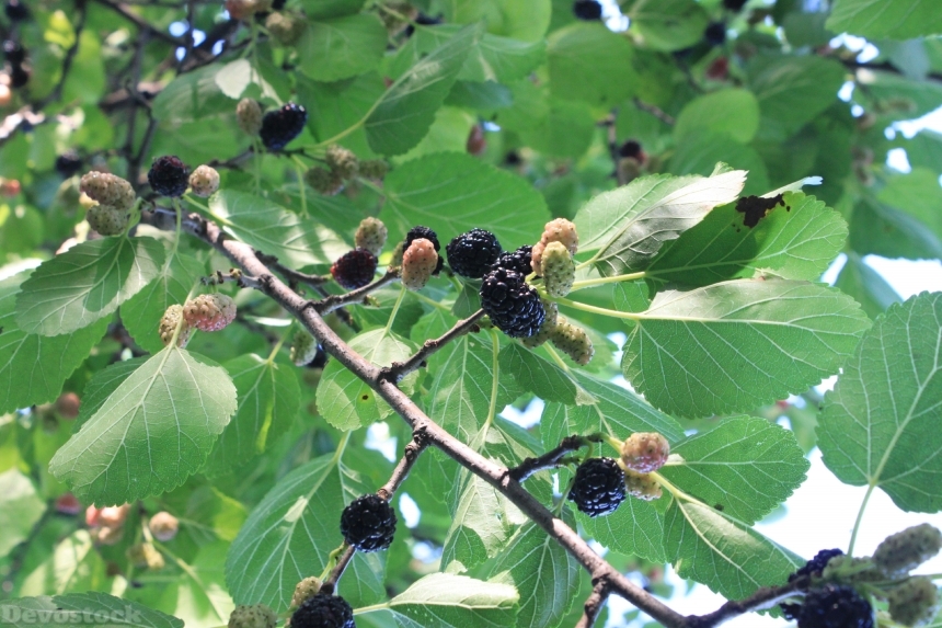 Devostock Black Fresh Morus Mulberry