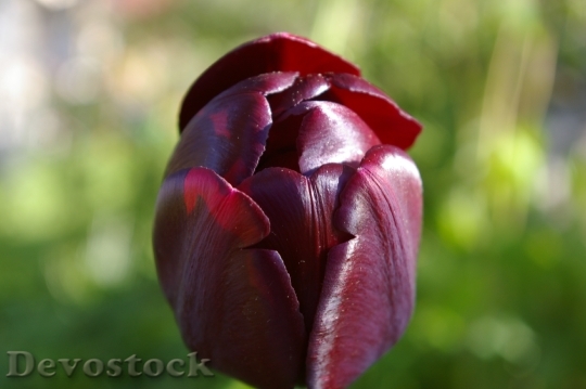 Devostock Black Tulip Flower Petal
