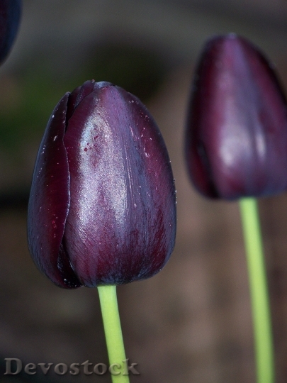 Devostock Black Tulip Flower Two