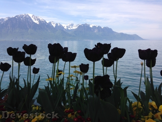 Devostock Black Tulips Silhouettes Lake