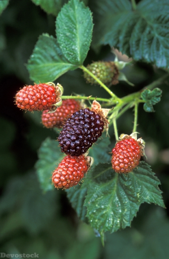 Devostock Blackberries Growing Plant Fresh