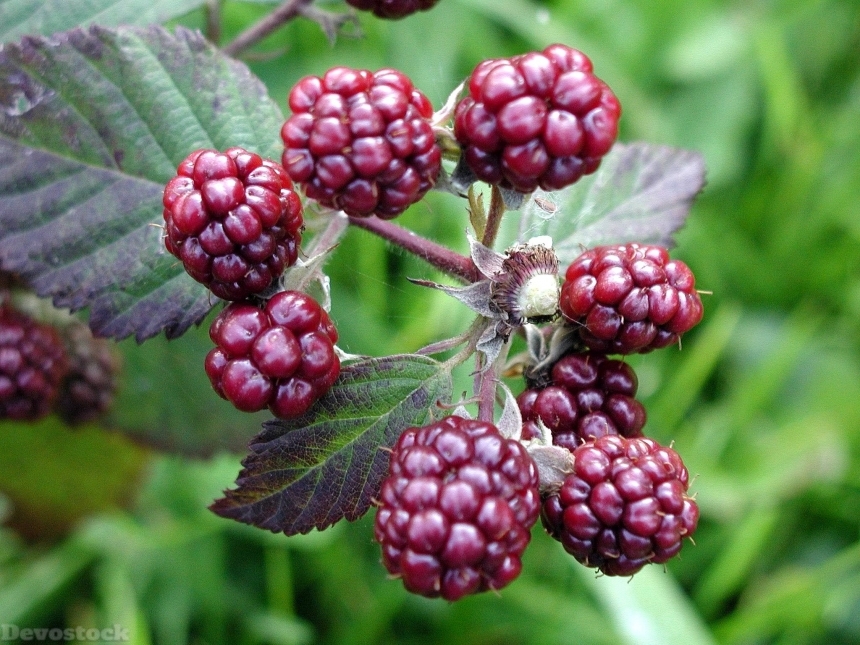 Devostock Blackberries High Resolution