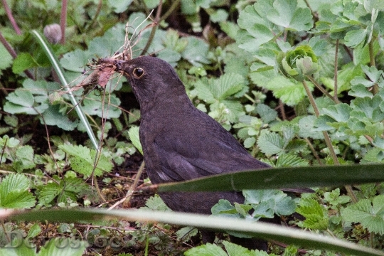 Devostock Blackbird Turdus Merula True 3