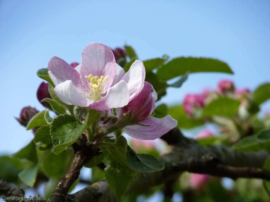 Devostock Blossom Bloom Apple Spring 2