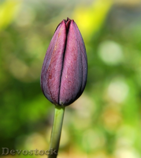 Devostock Blossom Bloom Tulip Closed