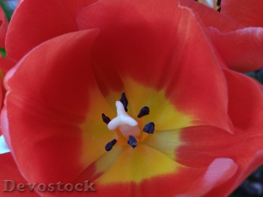 Devostock Blossom Bloom Tulip Red