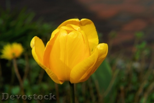 Devostock Blossom Bloom Tulip Yellow