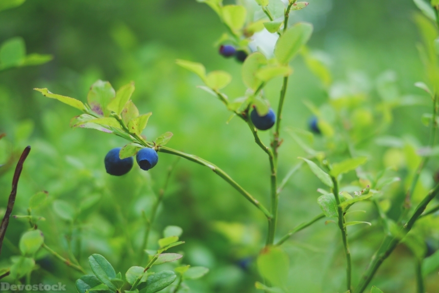 Devostock Blueberry Berry Healthy Vitamins