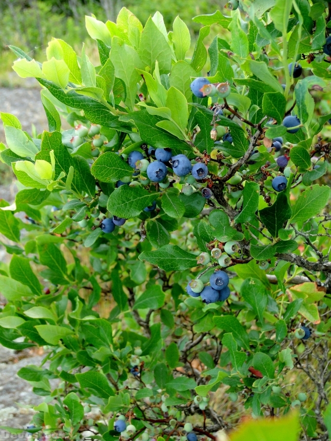 Devostock Blueberry Bush Shrub Highbush