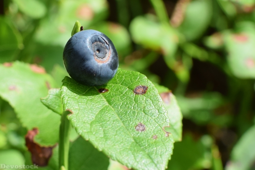 Devostock Blueberry Wild Berry Delicious