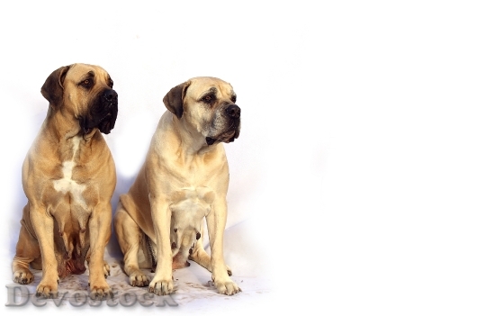 Devostock Bordeaux Mastiff Dog Animal 1