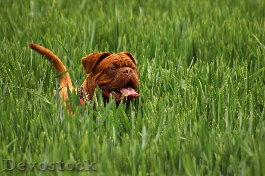Devostock Bordeaux Mastiff Dog Animal 6
