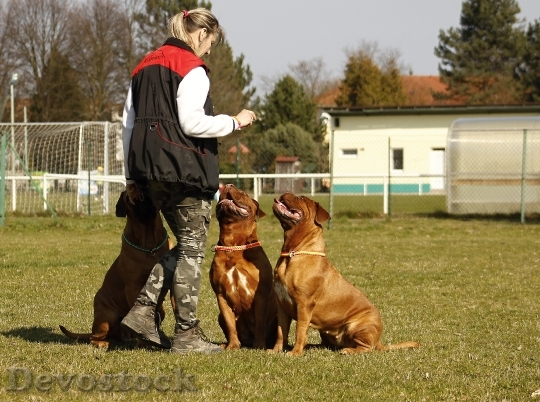 Devostock Bordeaux Mastiff Dog De 2 Girl Trainer