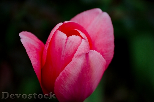 Devostock Bouquet Flower Tulip 1350618