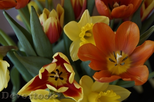 Devostock Bouquet Spring Tulips Osterglocken