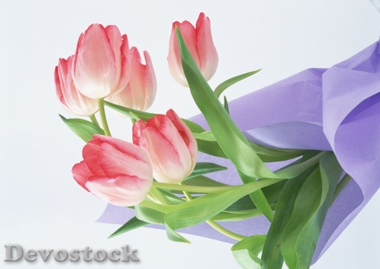 Devostock Bouquet Tulip