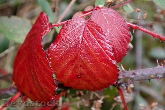 Devostock Brombeerblatt Red Autumn Bramble