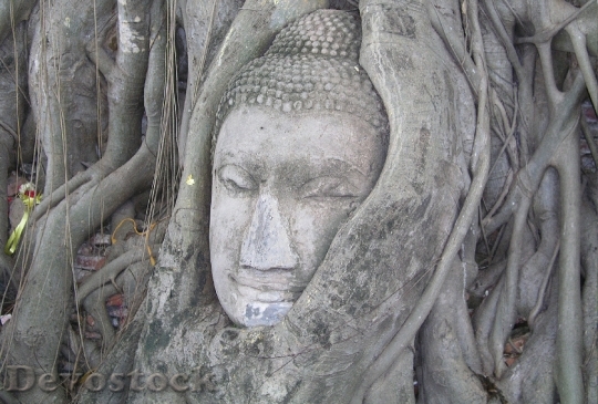 Devostock Buddha Mystical Tree Bangkok