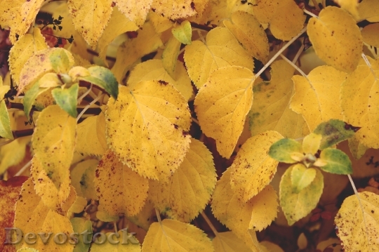 Devostock Bush Leaves Autumn Nature