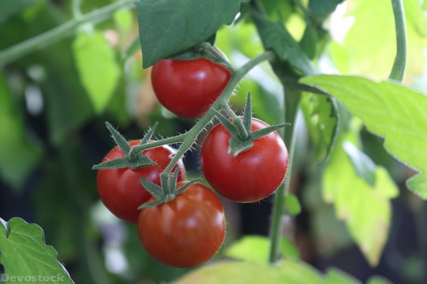 Devostock Bush Tomatoes Tomatoes 1610296
