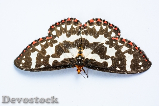 Devostock Butterfly 341826