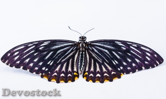 Devostock Butterfly 342971